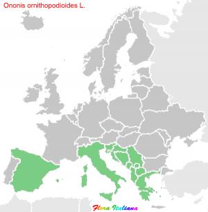 Ononis ornithopodioides L.